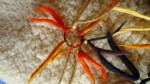 élastique coloré 7 brins, multicolore